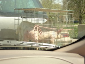 Fair Day or Food Day ?