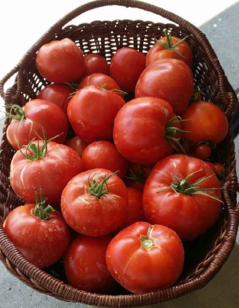 Tomato Basket