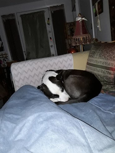 Blanket Panda